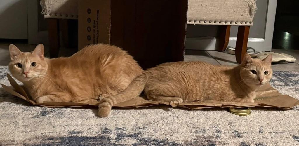 Cookie (Bonded with Crumble), a Adoptable Domestic Short Hair in Lewisville, TX image 6/6