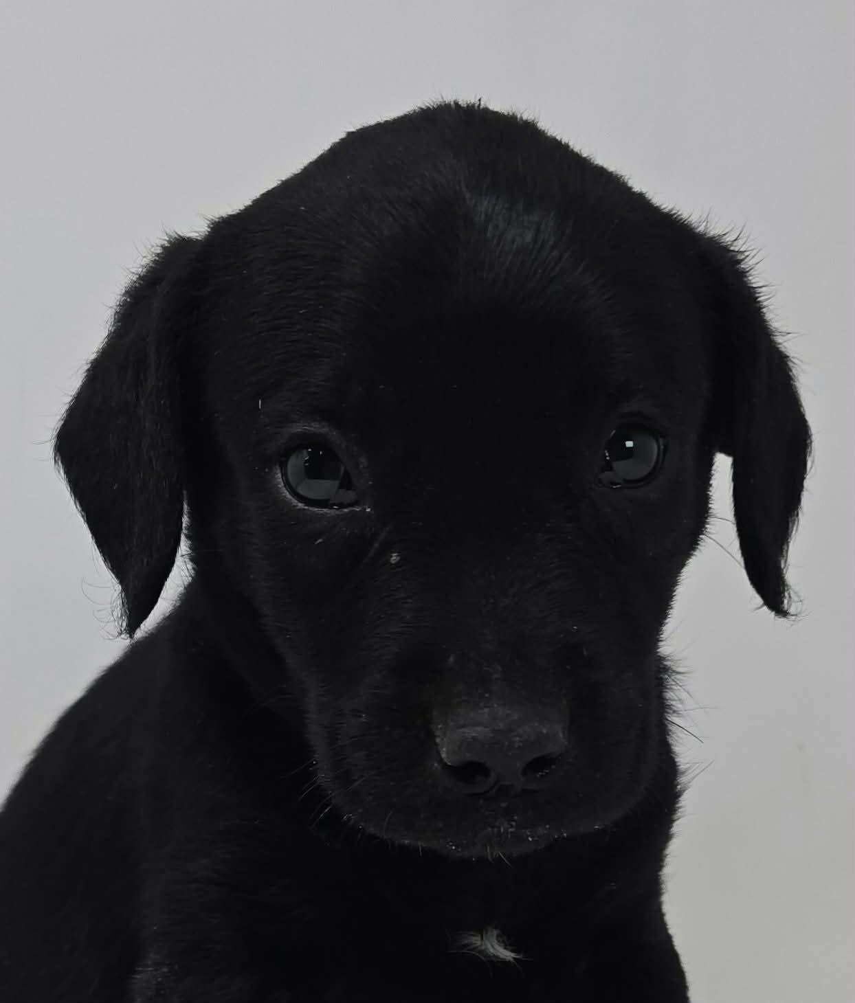 Enlarge Winning Colors, a Adoptable mixed breed in Newport, TN image 1/2