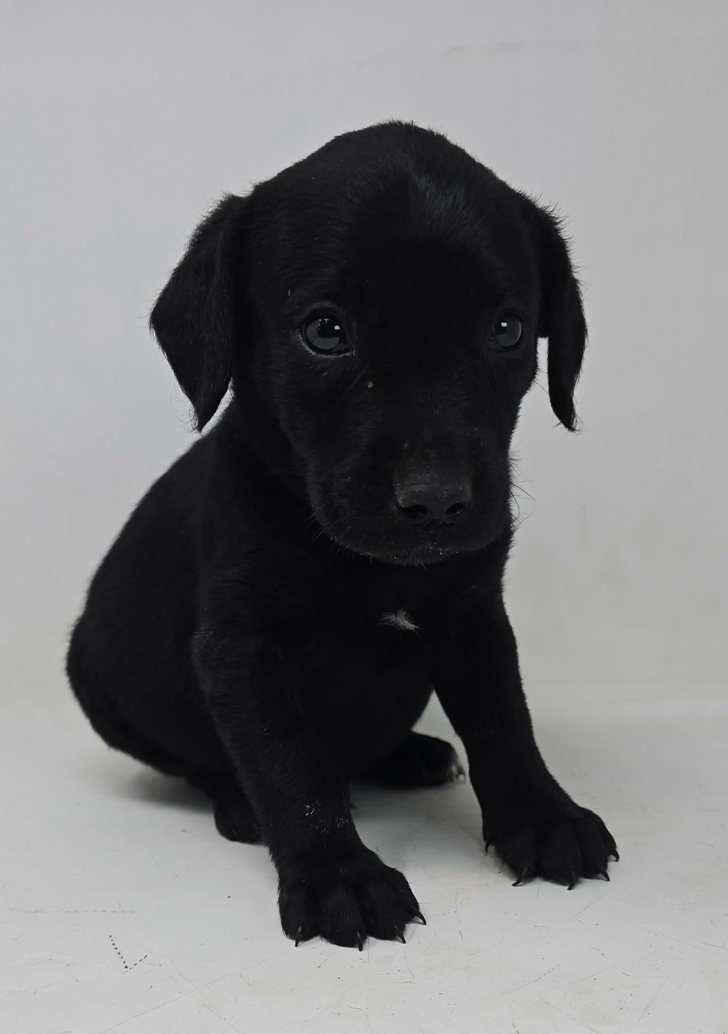 Enlarge Winning Colors, a Adoptable mixed breed in Newport, TN image 2/2