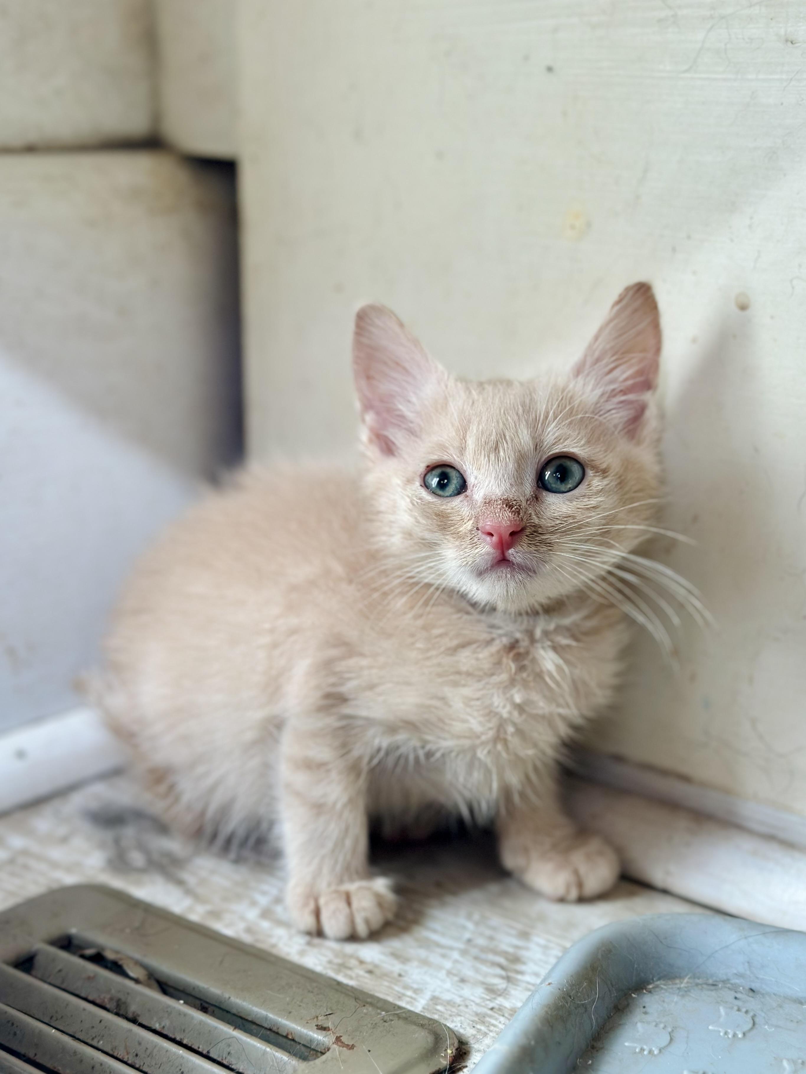 Enlarge Coop, a Adoptable Domestic Medium Hair in Suffolk, VA image 2/5