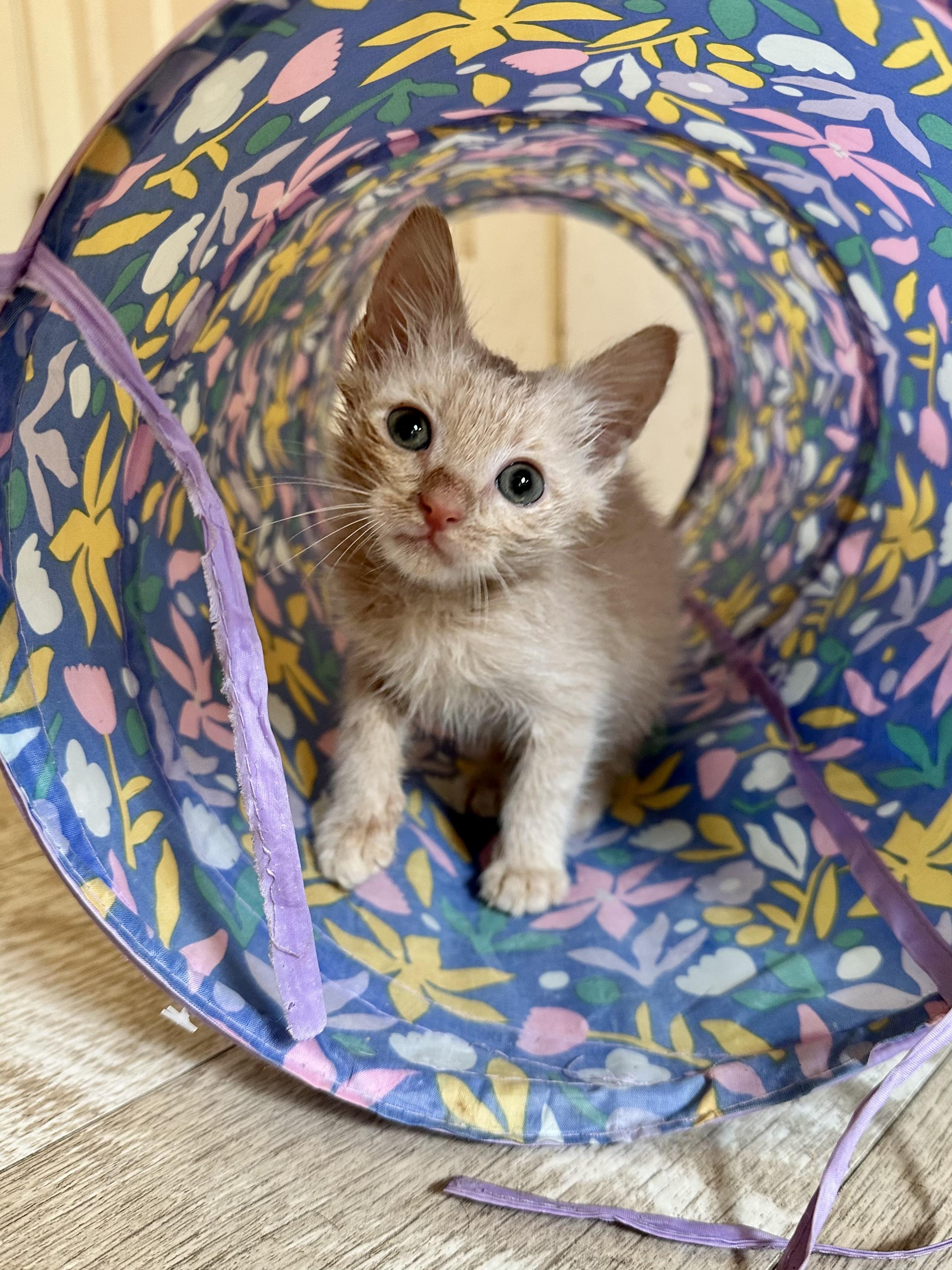Enlarge Coop, a Adoptable Domestic Medium Hair in Suffolk, VA image 3/5