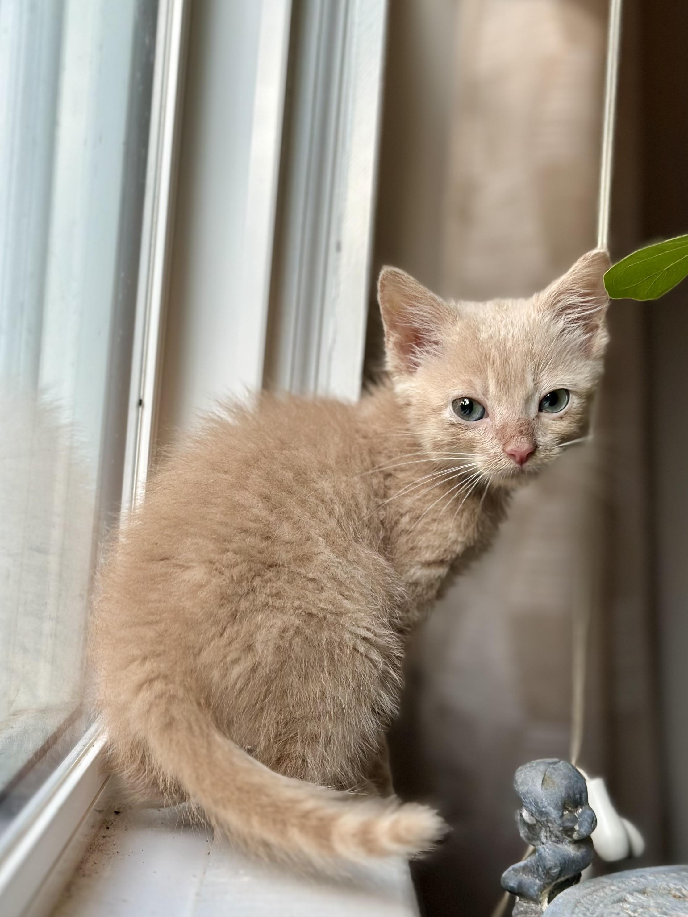 Enlarge Coop, a Adoptable Domestic Medium Hair in Suffolk, VA image 4/5