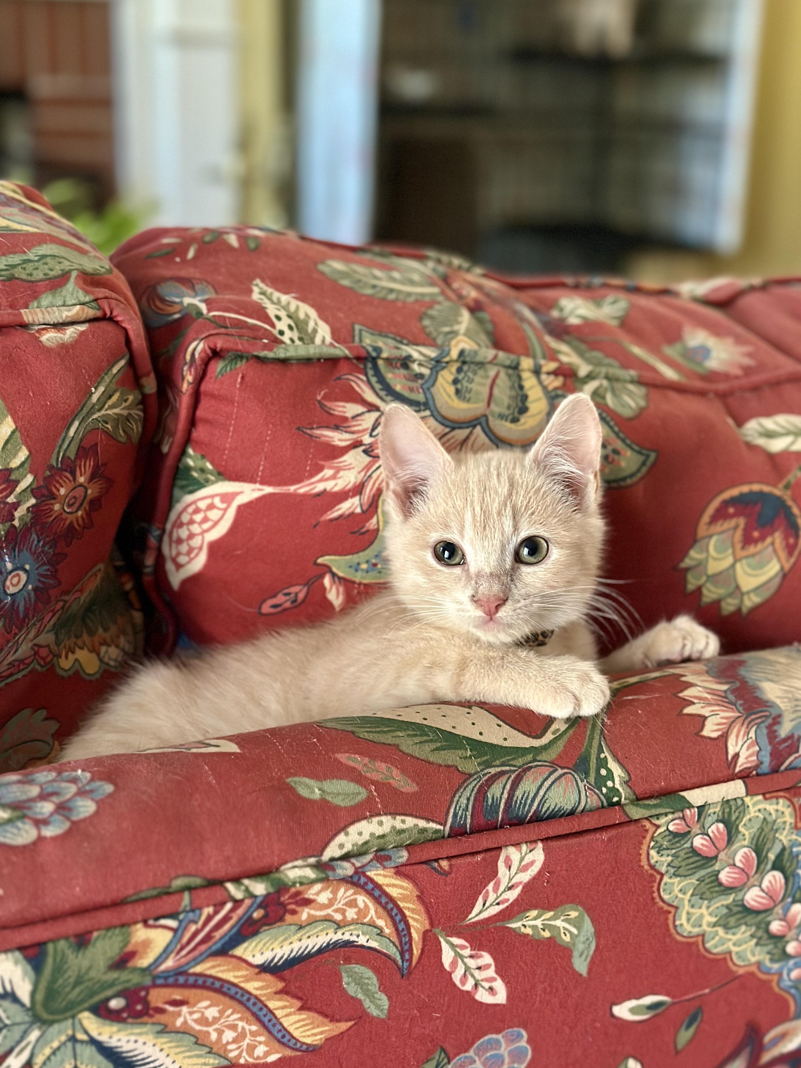 Coop, Adoptable, Kitten Male Domestic Medium Hair.