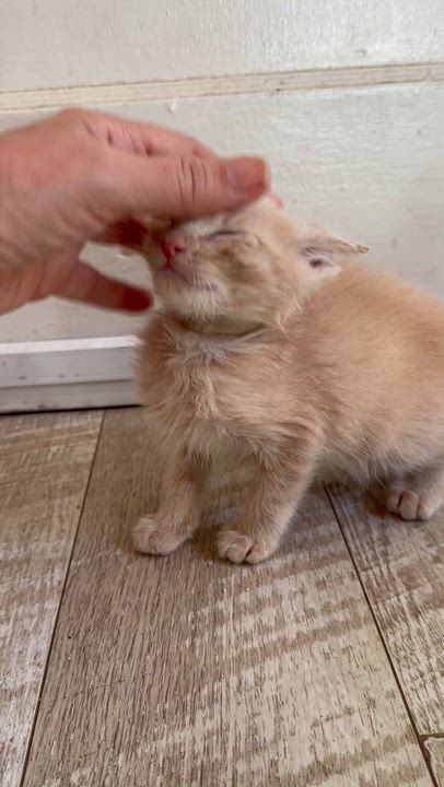 Enlarge Coop, a Adoptable Domestic Medium Hair in Suffolk, VA video 5/5
