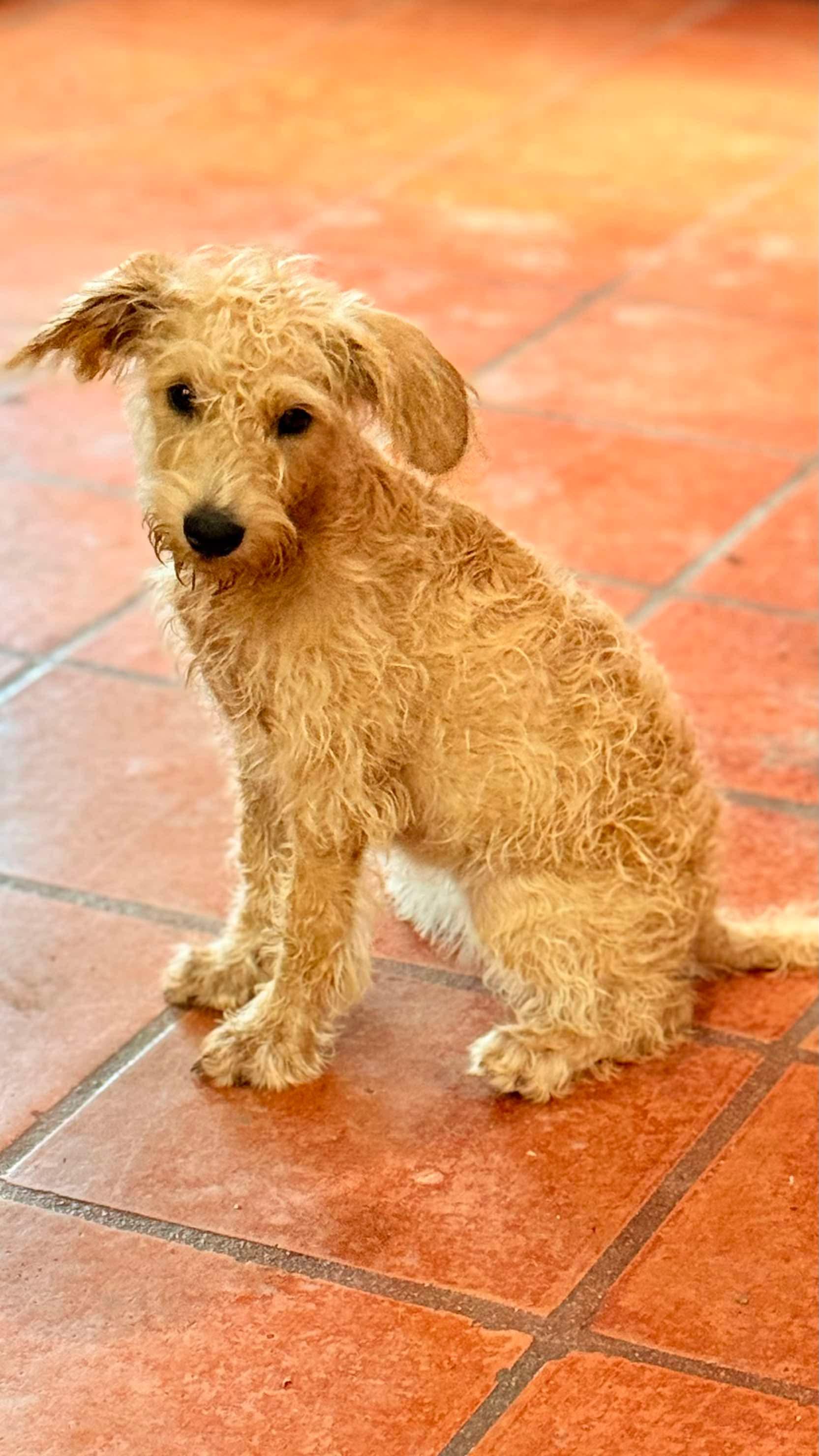 Enlarge Snickers, a Adopted Schnoodle in Seattle, WA image 4/6