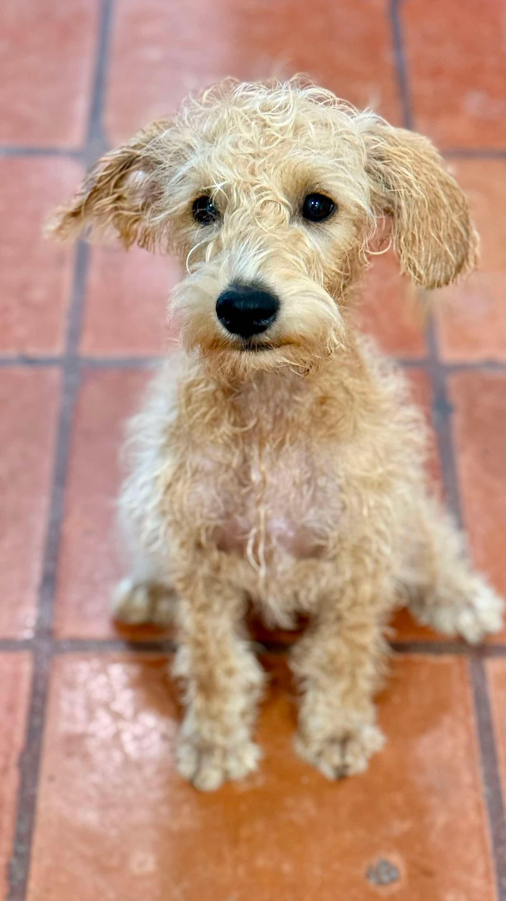 Enlarge Snickers, a Adopted Schnoodle in Seattle, WA image 5/6