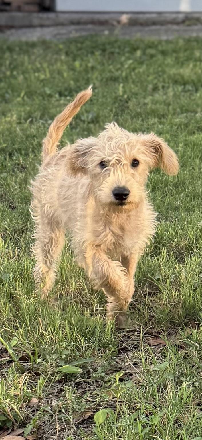Enlarge Snickers, a Adopted Schnoodle in Seattle, WA image 6/6