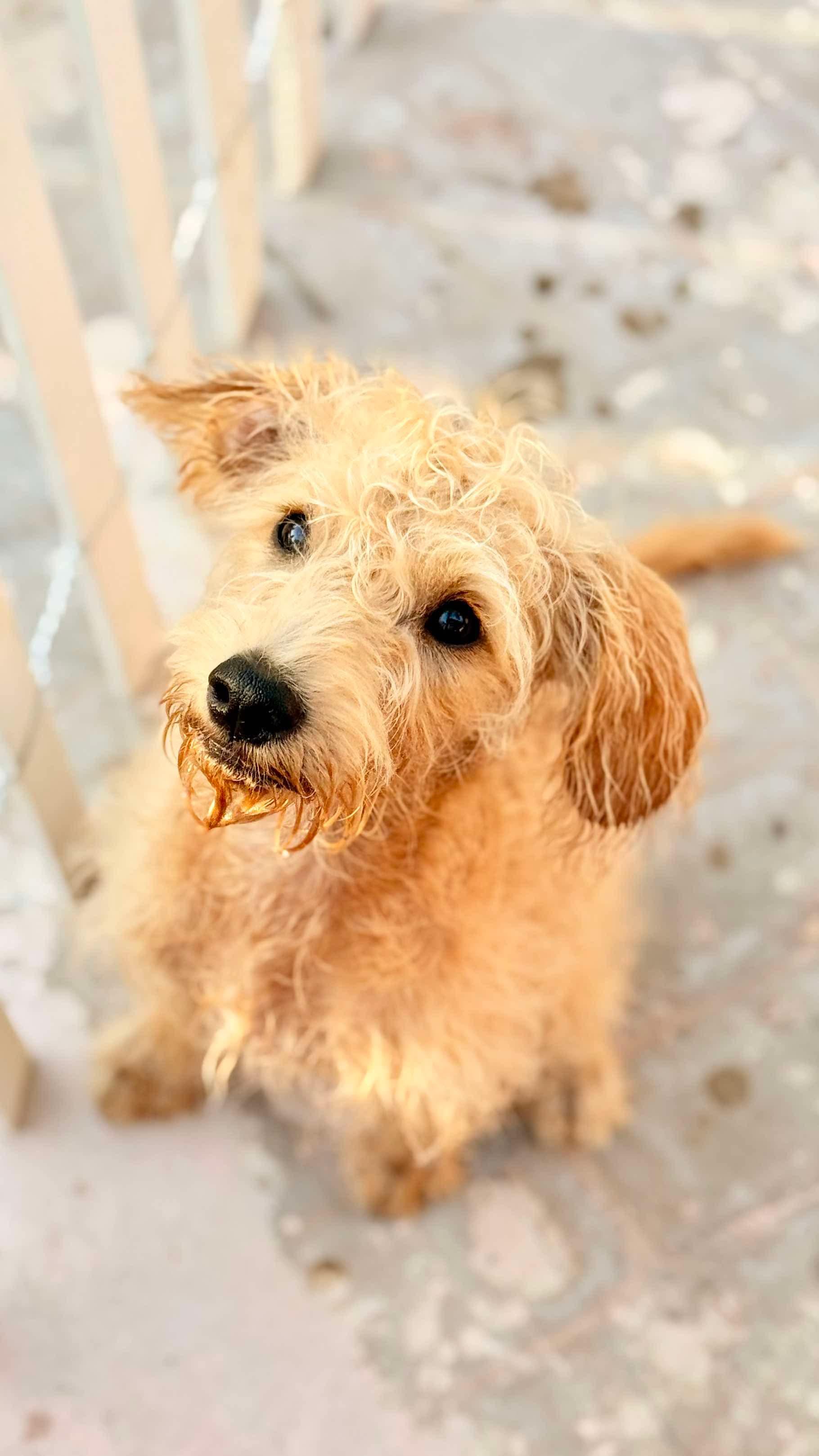 Snickers, Adopted, Young Female Schnoodle.
