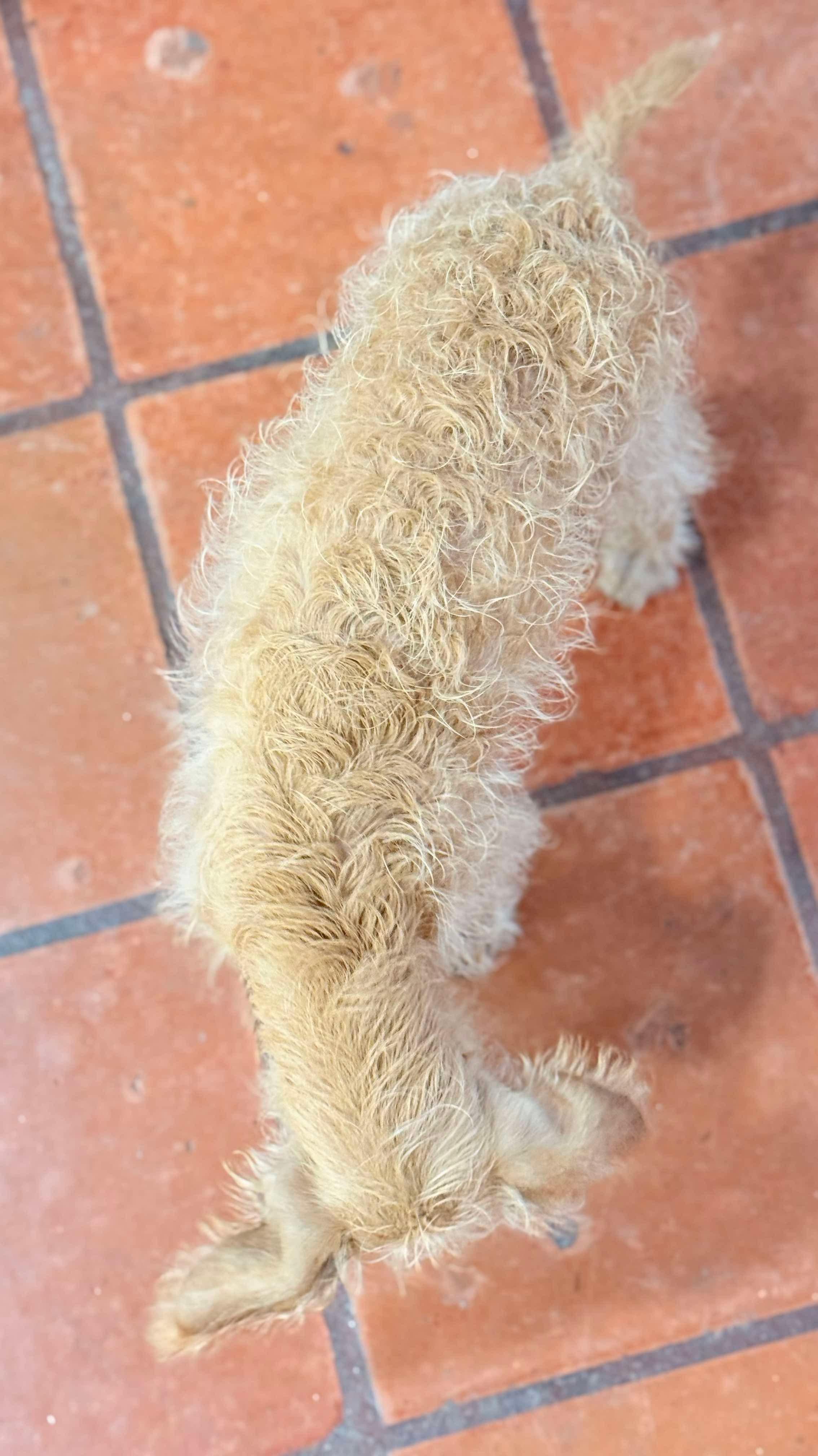 Enlarge Snickers, a Adopted Schnoodle in Seattle, WA image 2/6