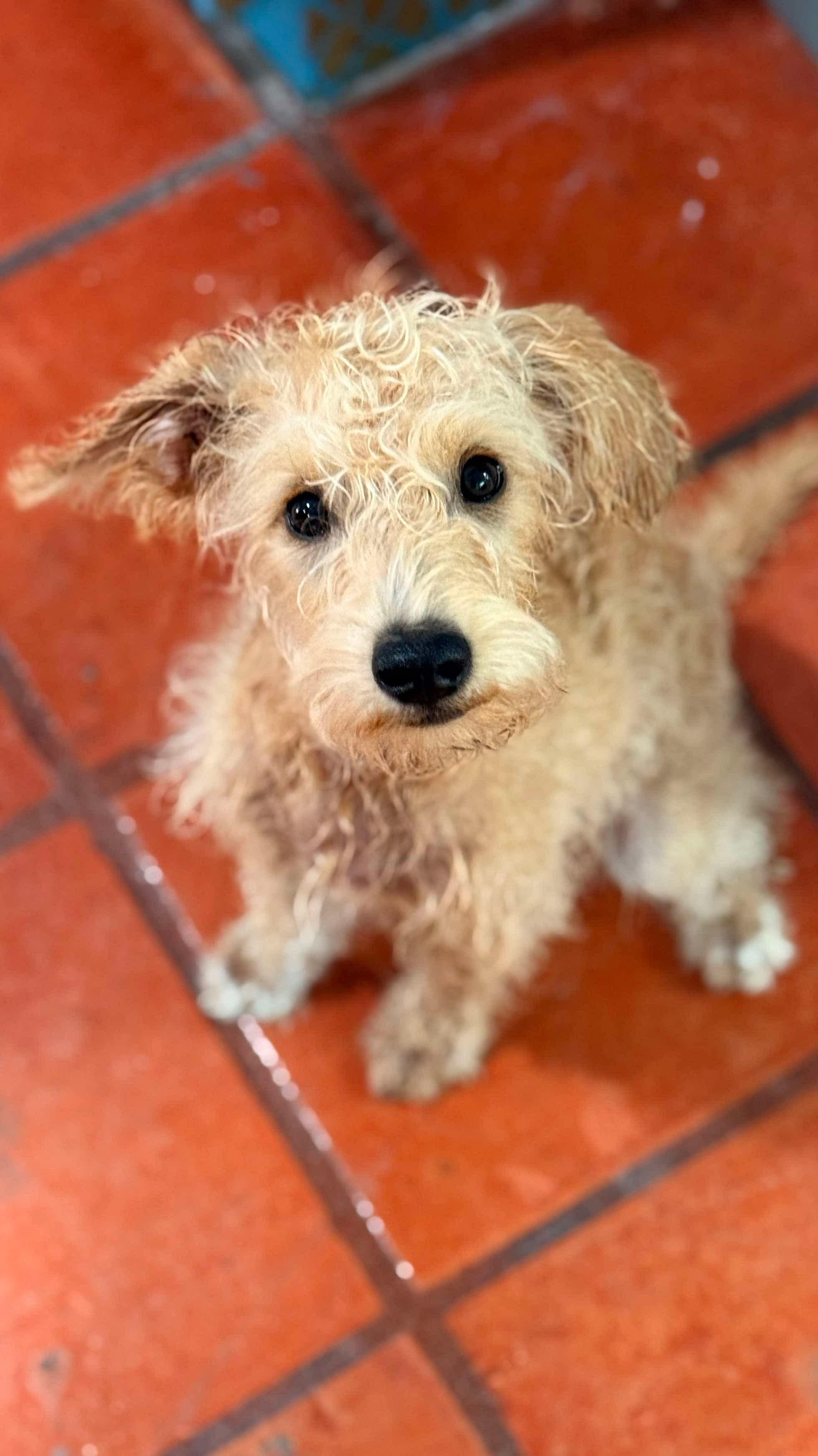 Enlarge Snickers, a Adopted Schnoodle in Seattle, WA image 3/6