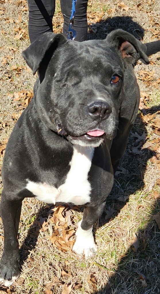 Turan, a Adoptable American Bully in Bartlesville, OK image 1/4
