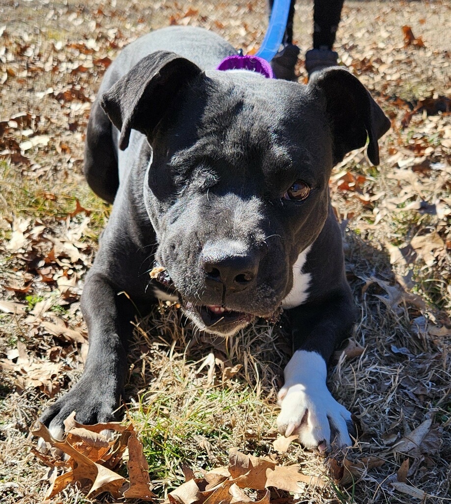 Turan, a Adoptable American Bully in Bartlesville, OK image 2/4