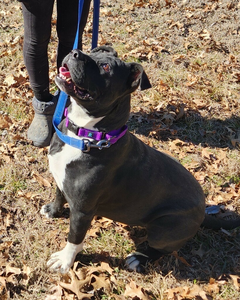 Turan, a Adoptable American Bully in Bartlesville, OK image 4/4