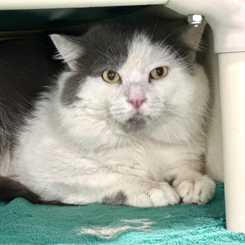 Backyard Archeologist