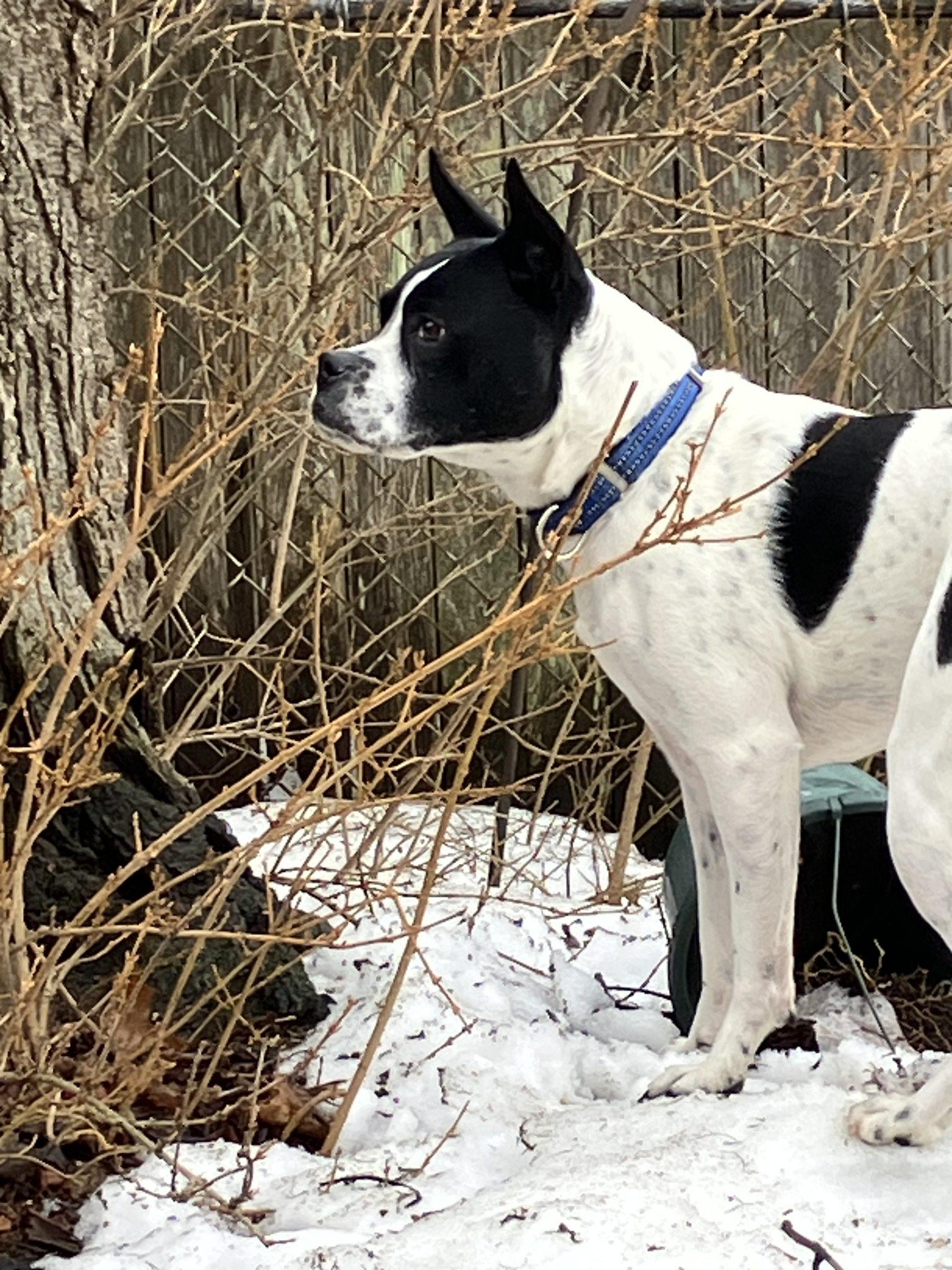 Enlarge Miles, a ADOPTABLE mixed breed in New York, NY image 2/4