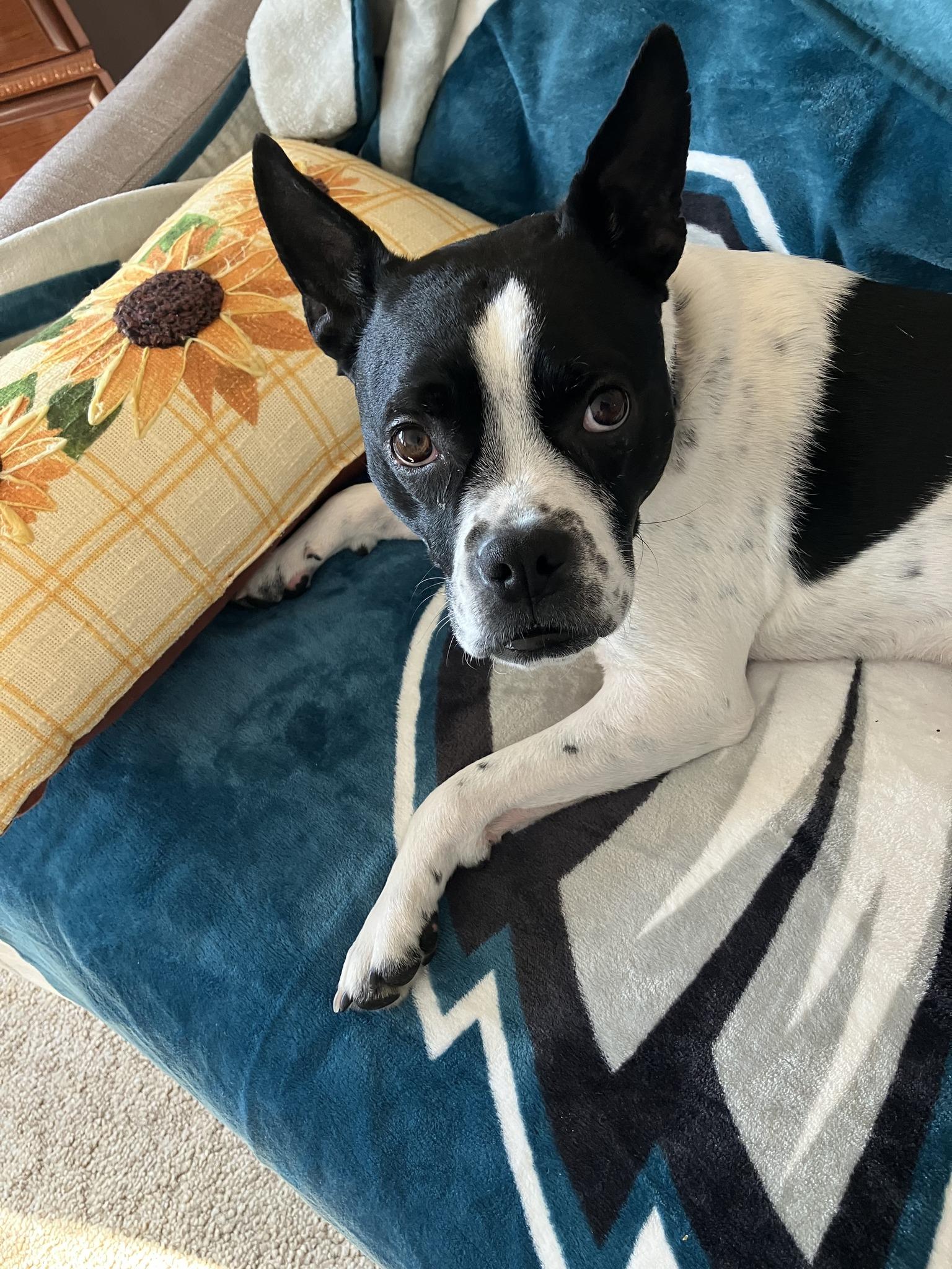 Enlarge Miles, a ADOPTABLE mixed breed in New York, NY image 3/4