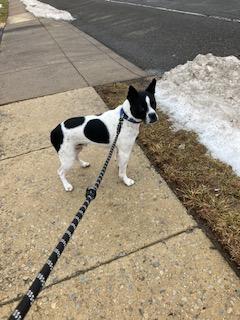 Enlarge Miles, a ADOPTABLE mixed breed in New York, NY image 4/4