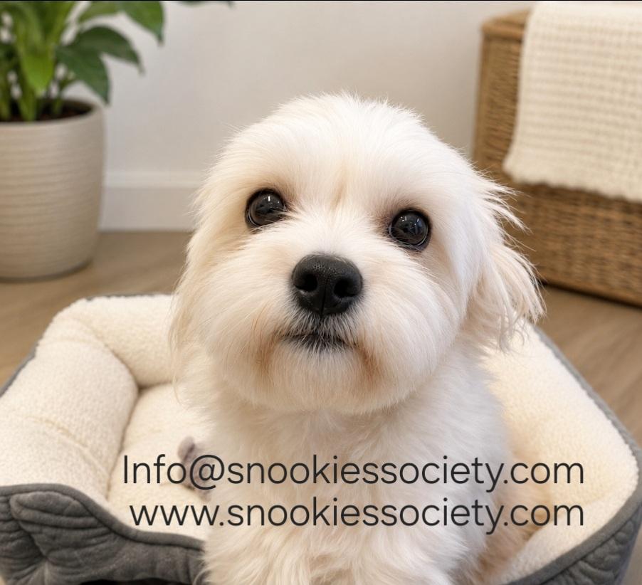 Peanut, a ADOPTABLE Malshi in Toronto, ON image 2/6