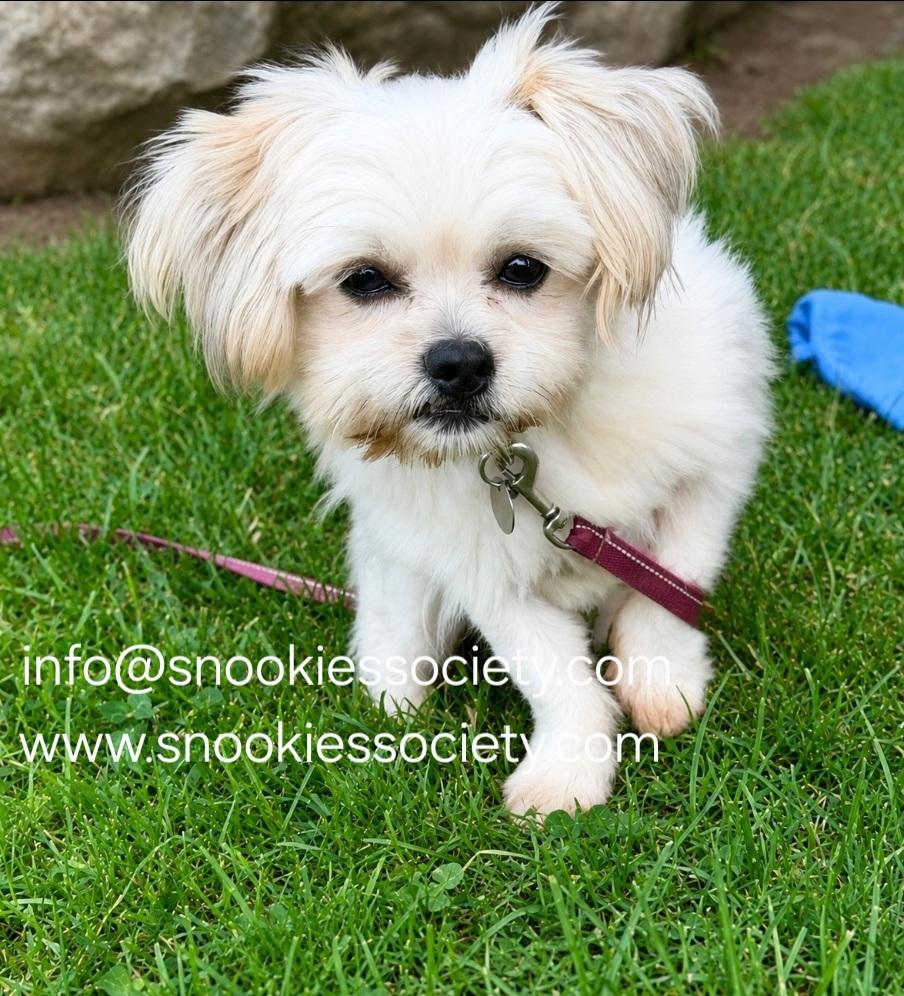 Peanut, a ADOPTABLE Malshi in Toronto, ON image 5/6