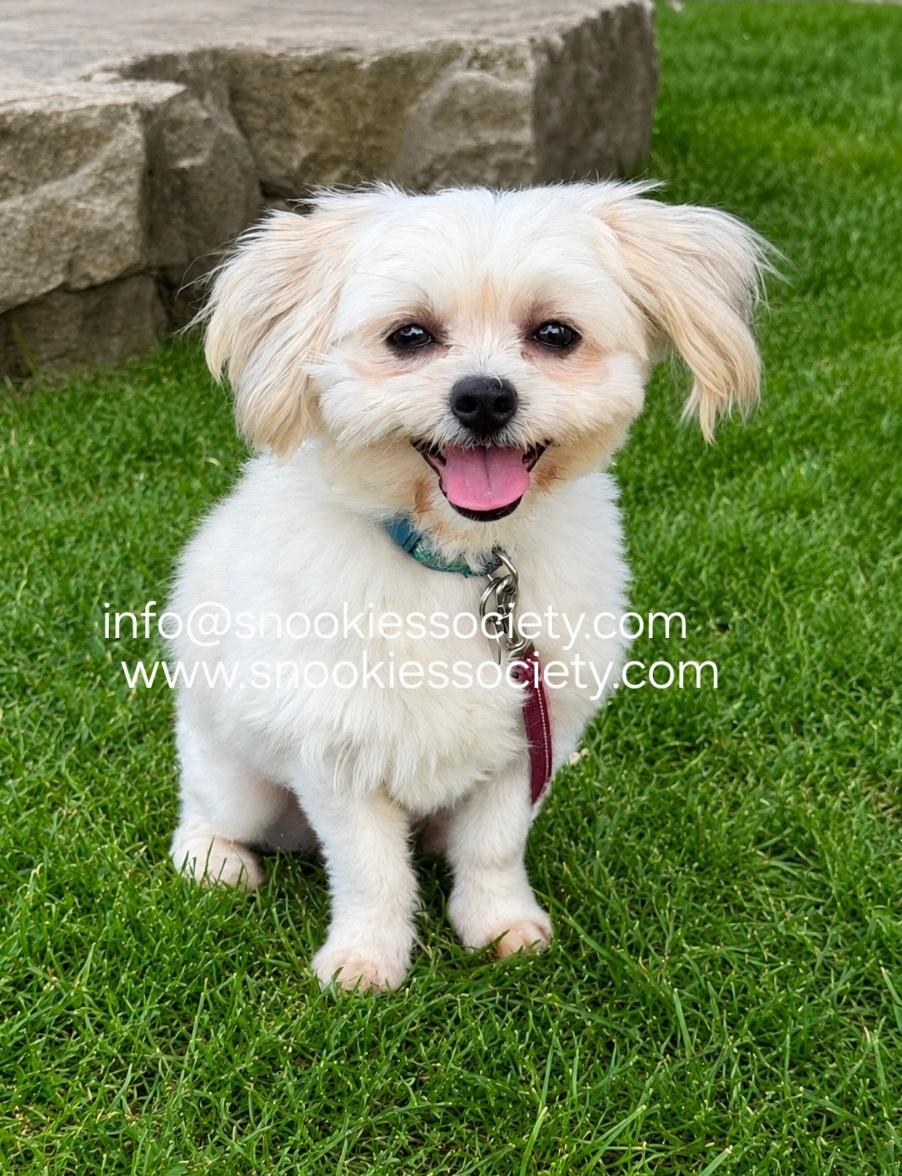 Peanut, ADOPTABLE, Adult Male Malshi.