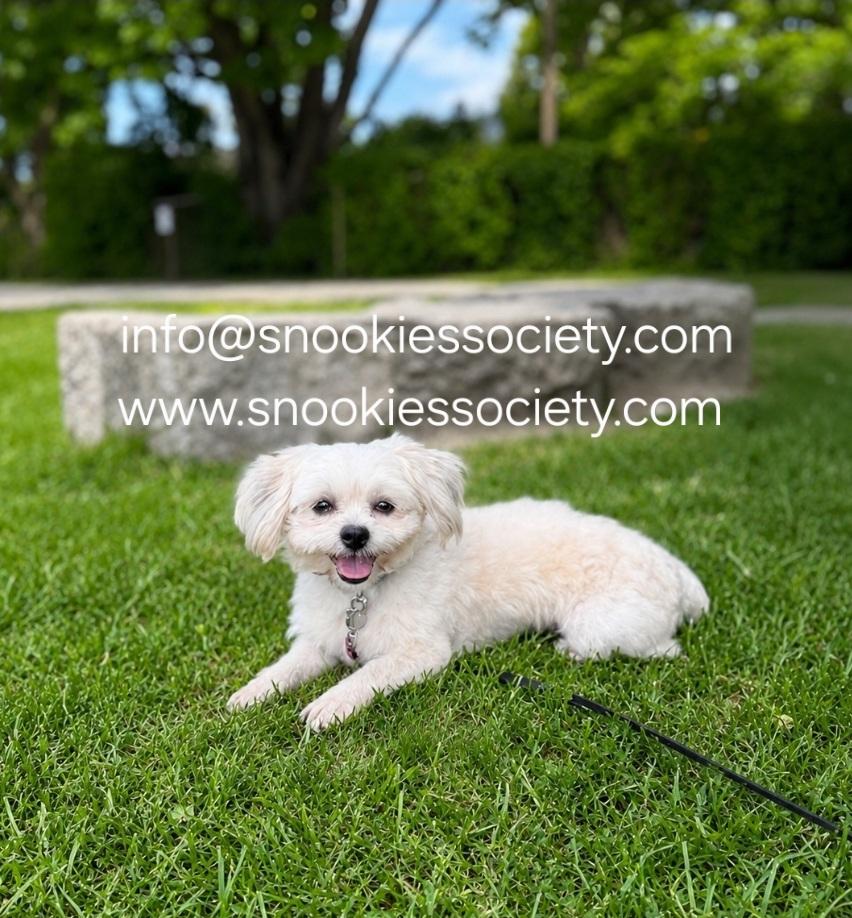 Peanut, a ADOPTABLE Malshi in Toronto, ON image 4/6