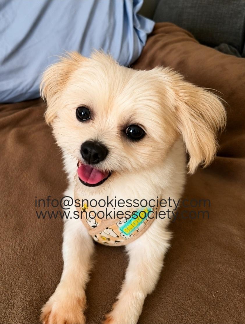 Peanut, a ADOPTABLE Malshi in Toronto, ON image 3/6