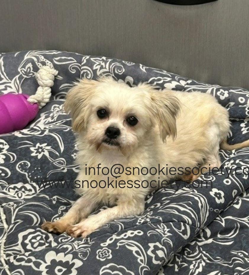 Peanut, a ADOPTABLE Malshi in Toronto, ON image 6/6