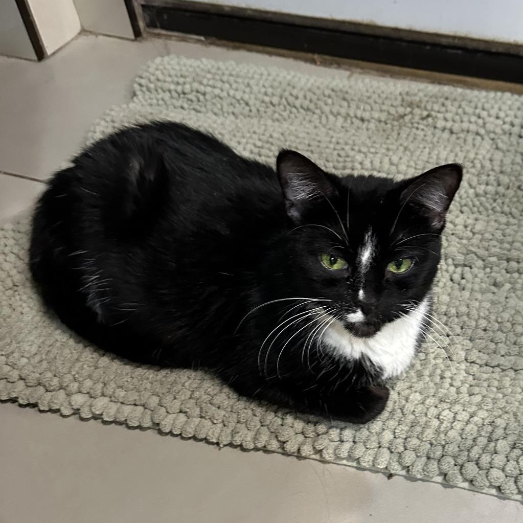 Enlarge Penny Kitty MS 5/11, an adoptable Tuxedo in Troy, MI image 1/6