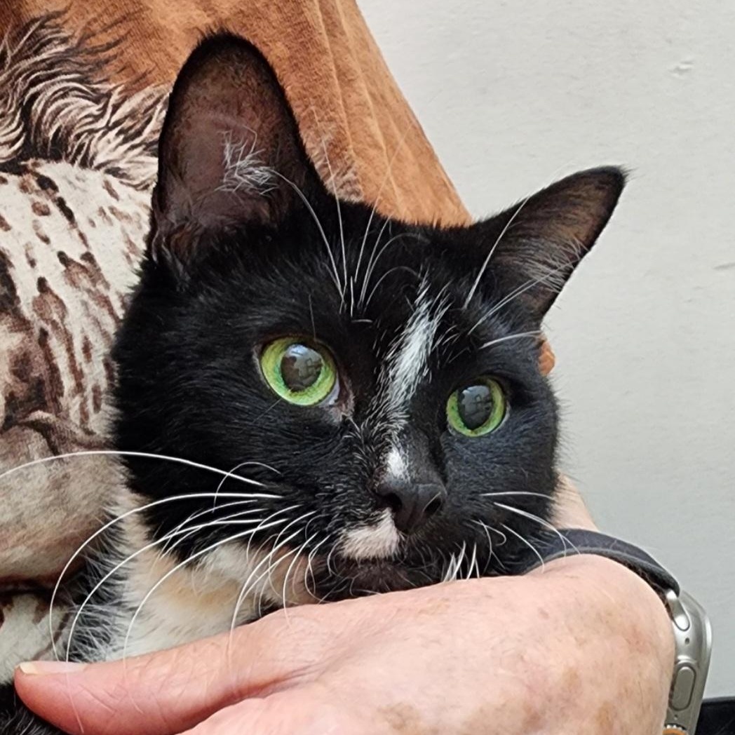 Enlarge Penny Kitty MS 5/11, an adoptable Tuxedo in Troy, MI image 2/6