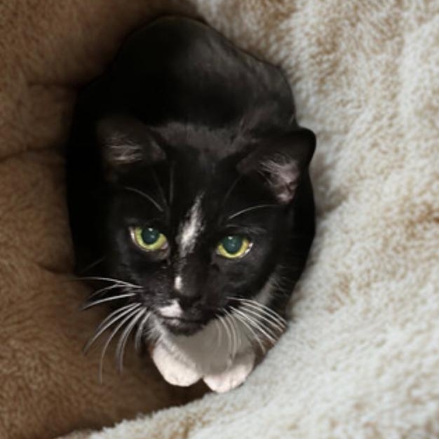 Enlarge Penny Kitty MS 5/11, an adoptable Tuxedo in Troy, MI image 3/6