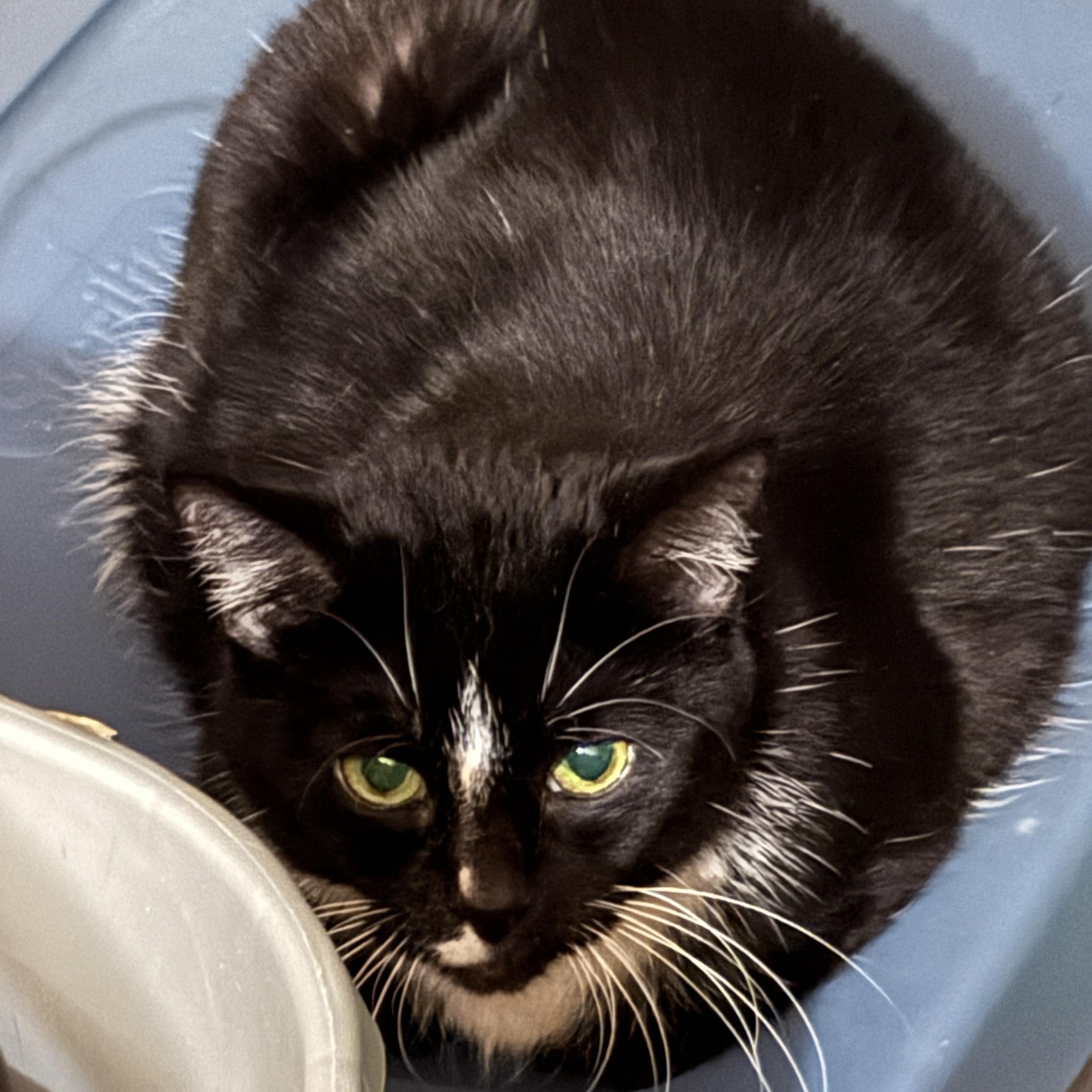 Enlarge Penny Kitty MS 5/11, an adoptable Tuxedo in Troy, MI image 6/6