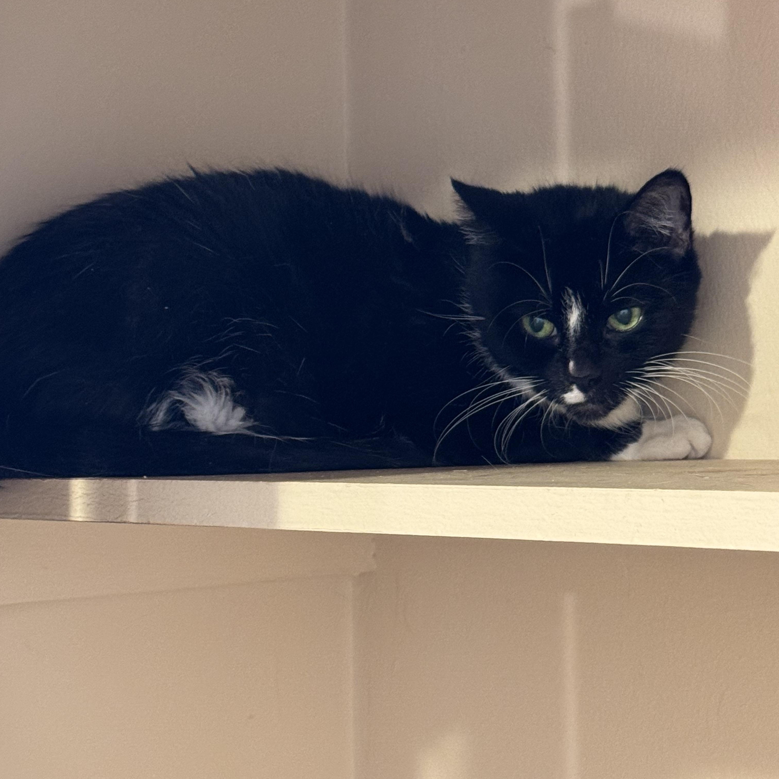 Enlarge Penny Kitty MS 5/11, an adoptable Tuxedo in Troy, MI image 5/6