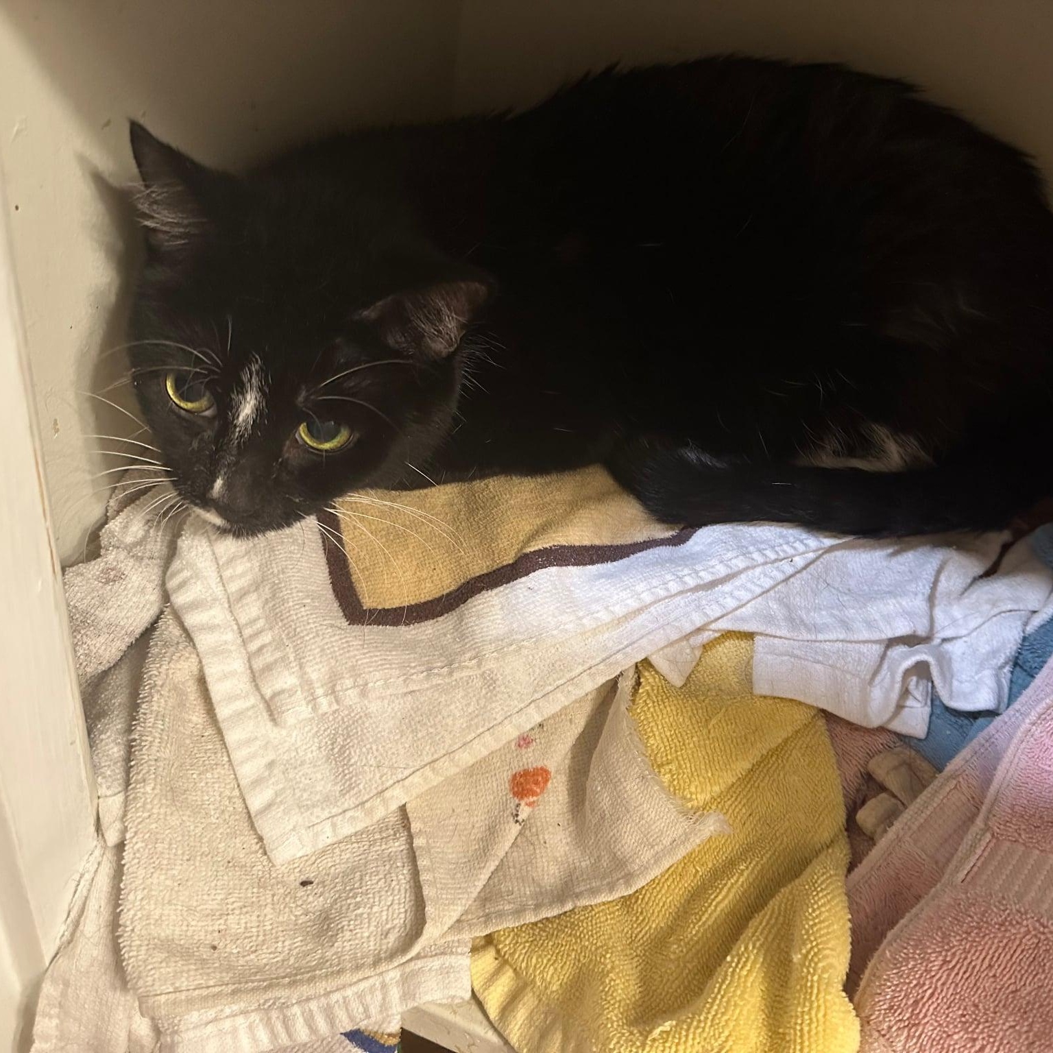 Enlarge Penny Kitty MS 5/11, an adoptable Tuxedo in Troy, MI image 4/6