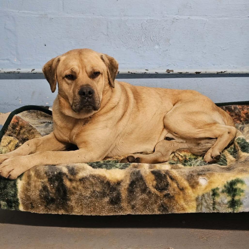 TNGC-Stray-1031, Adoptable, Adult Male Mixed Breed.