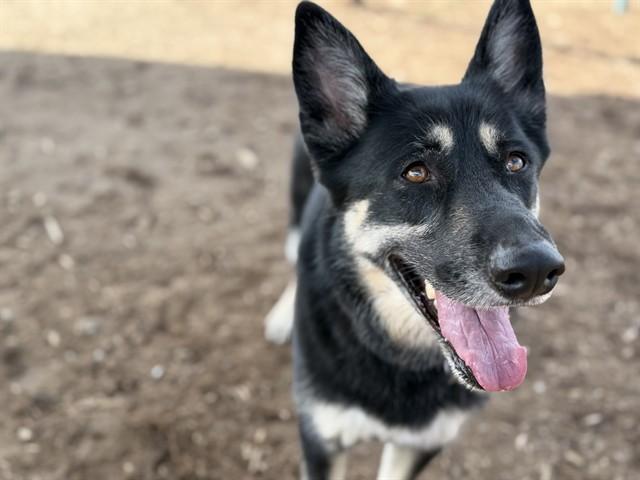 MIKA, Adoptable, Adult Female German Shepherd Dog & Mixed Breed.