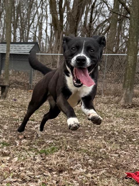 Enlarge Millie, a ADOPTABLE mixed breed in Shelbyville, IN image 2/3