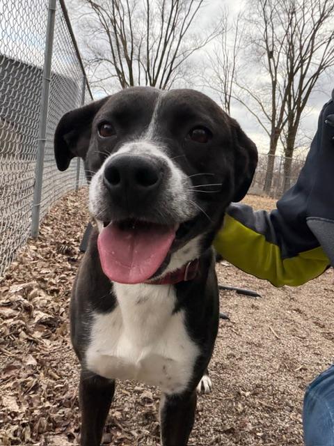 Enlarge Millie, a ADOPTABLE mixed breed in Shelbyville, IN image 1/3