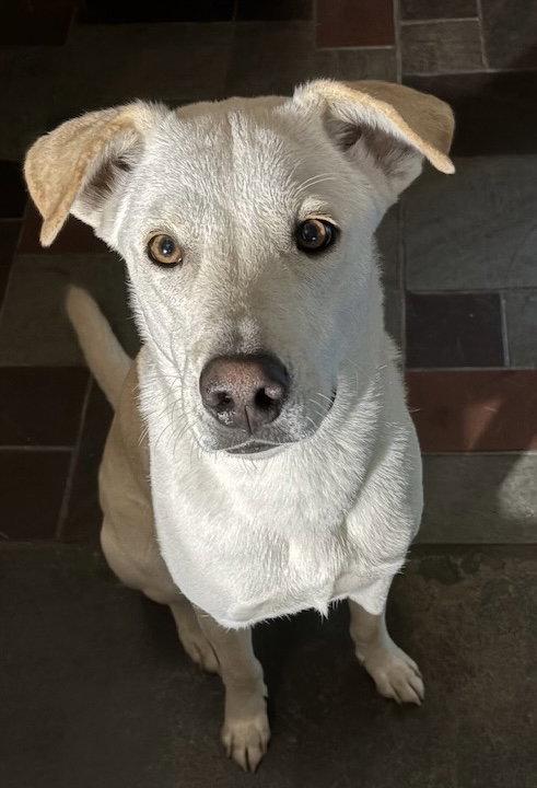 Enlarge Fender, a Adoptable mixed breed in Pottstown, PA image 2/4