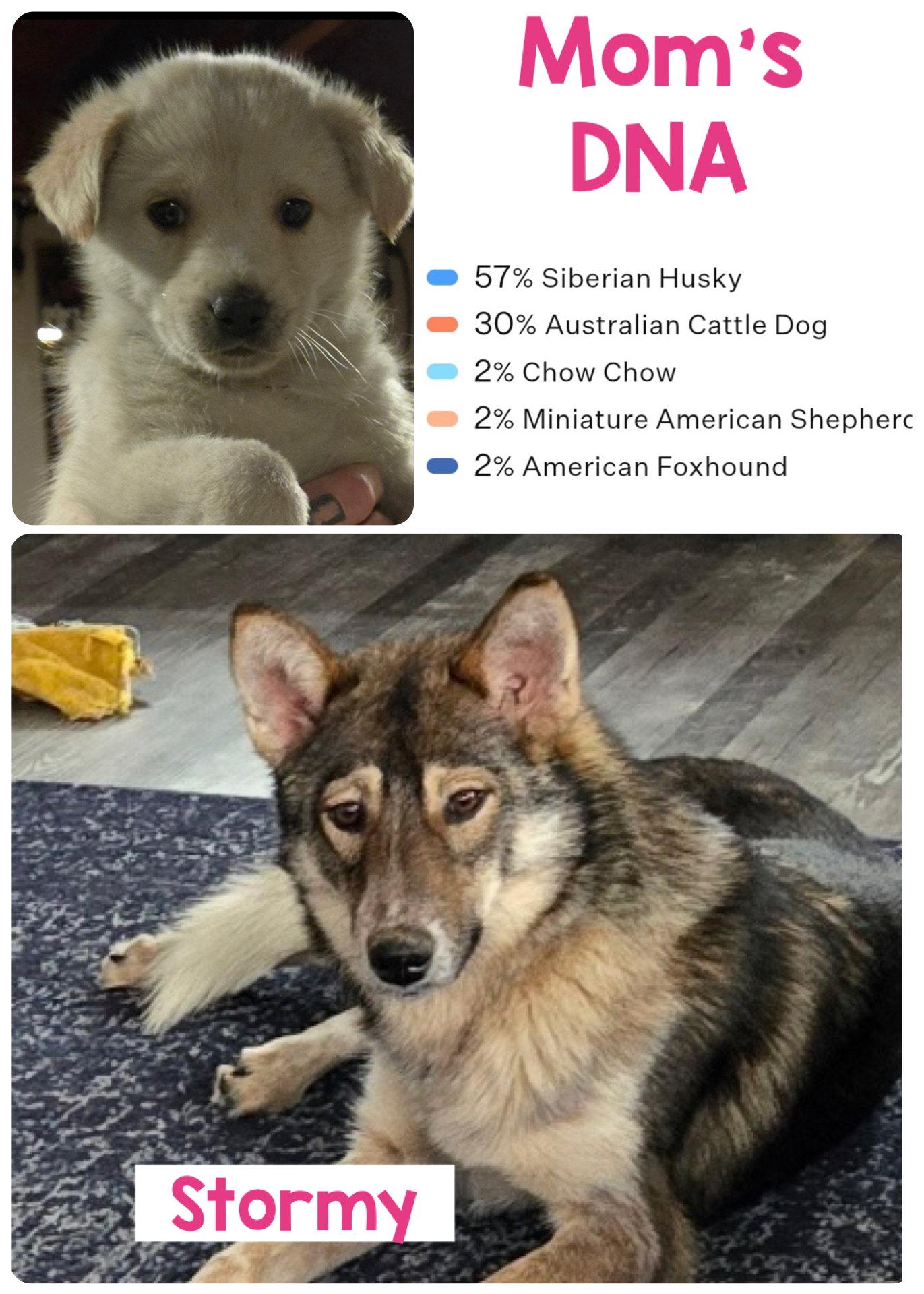 Enlarge Fender, a Adoptable mixed breed in Pottstown, PA image 4/4