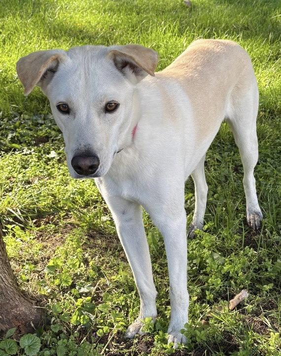Enlarge Fender, a Adoptable mixed breed in Pottstown, PA image 3/4