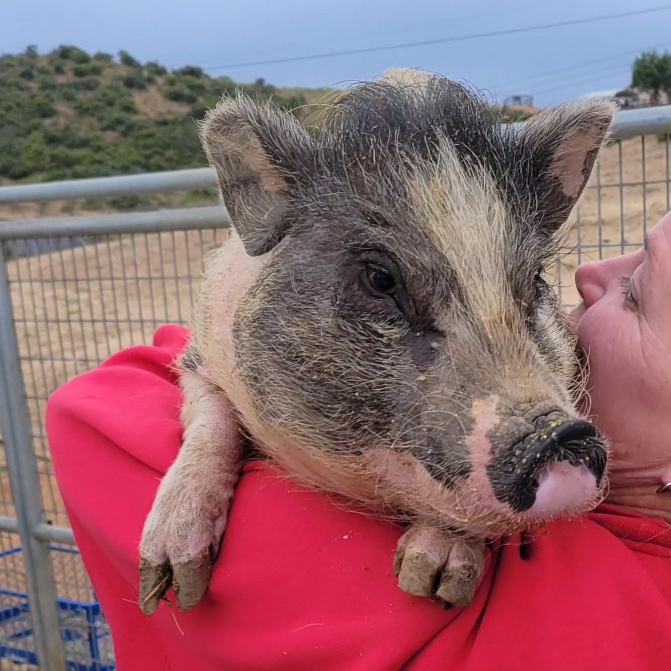 Brandy, a Adoptable Pot Bellied in Agua Dulce, CA image 1/2
