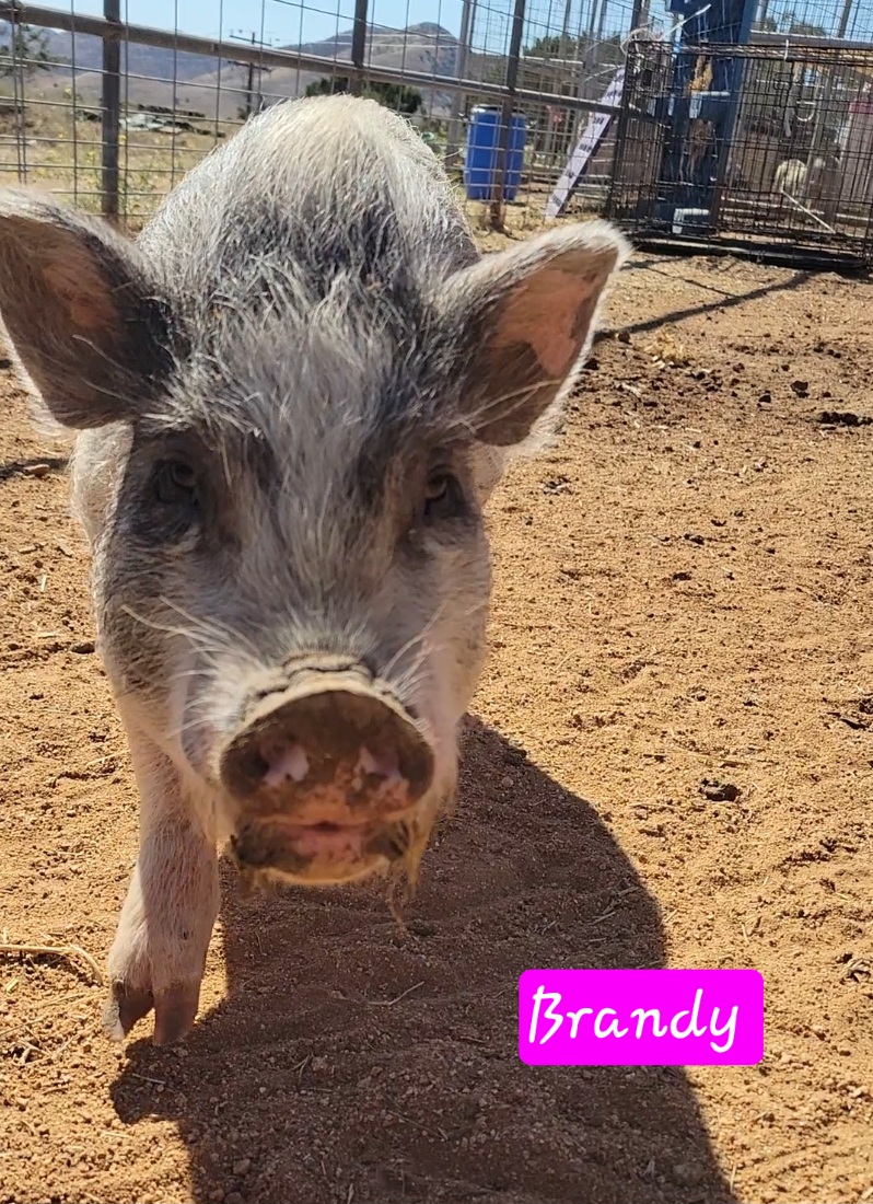 Brandy, a Adoptable Pot Bellied in Agua Dulce, CA image 2/2