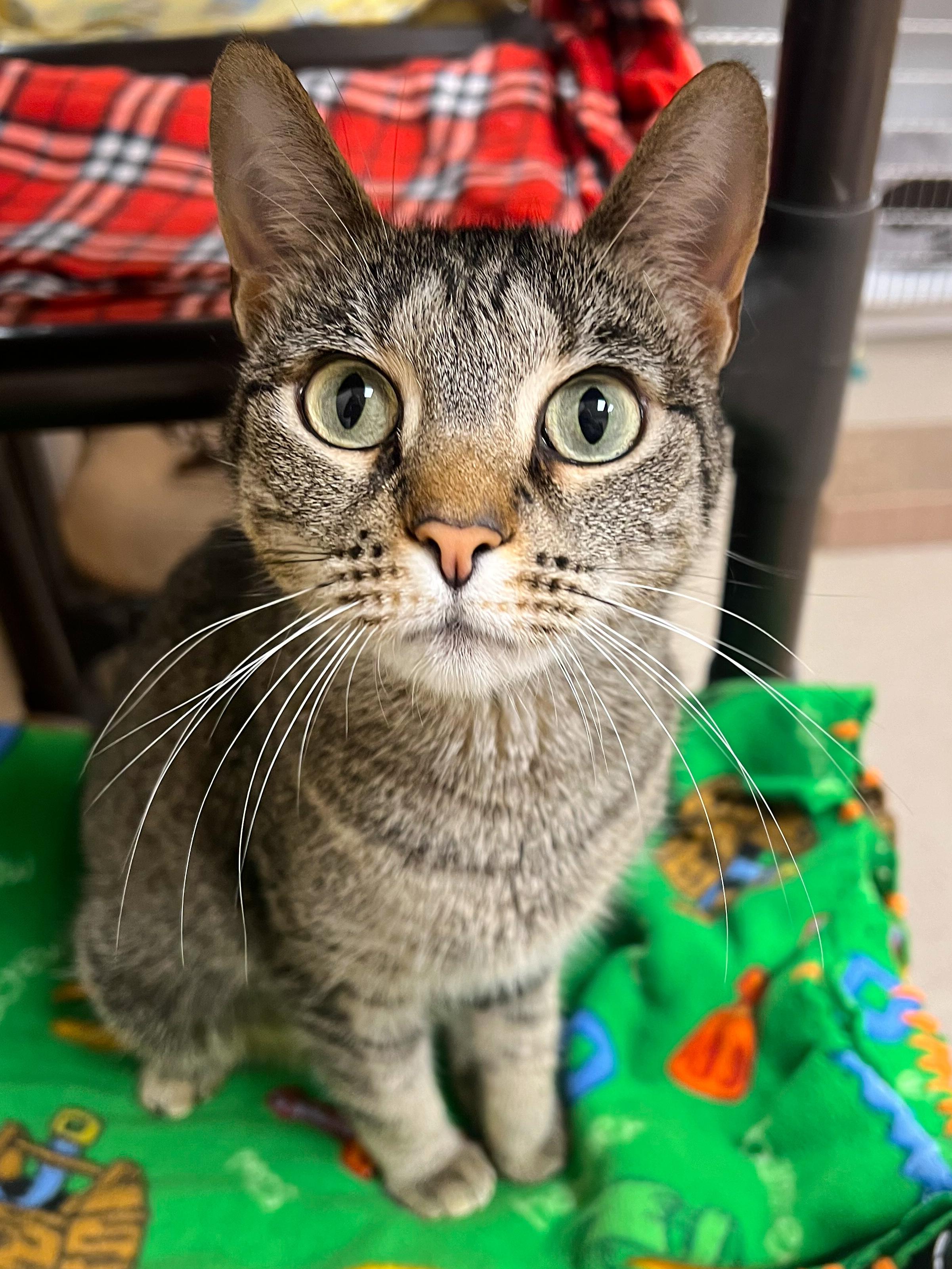 Sassy, Adult Female Domestic Short Hair