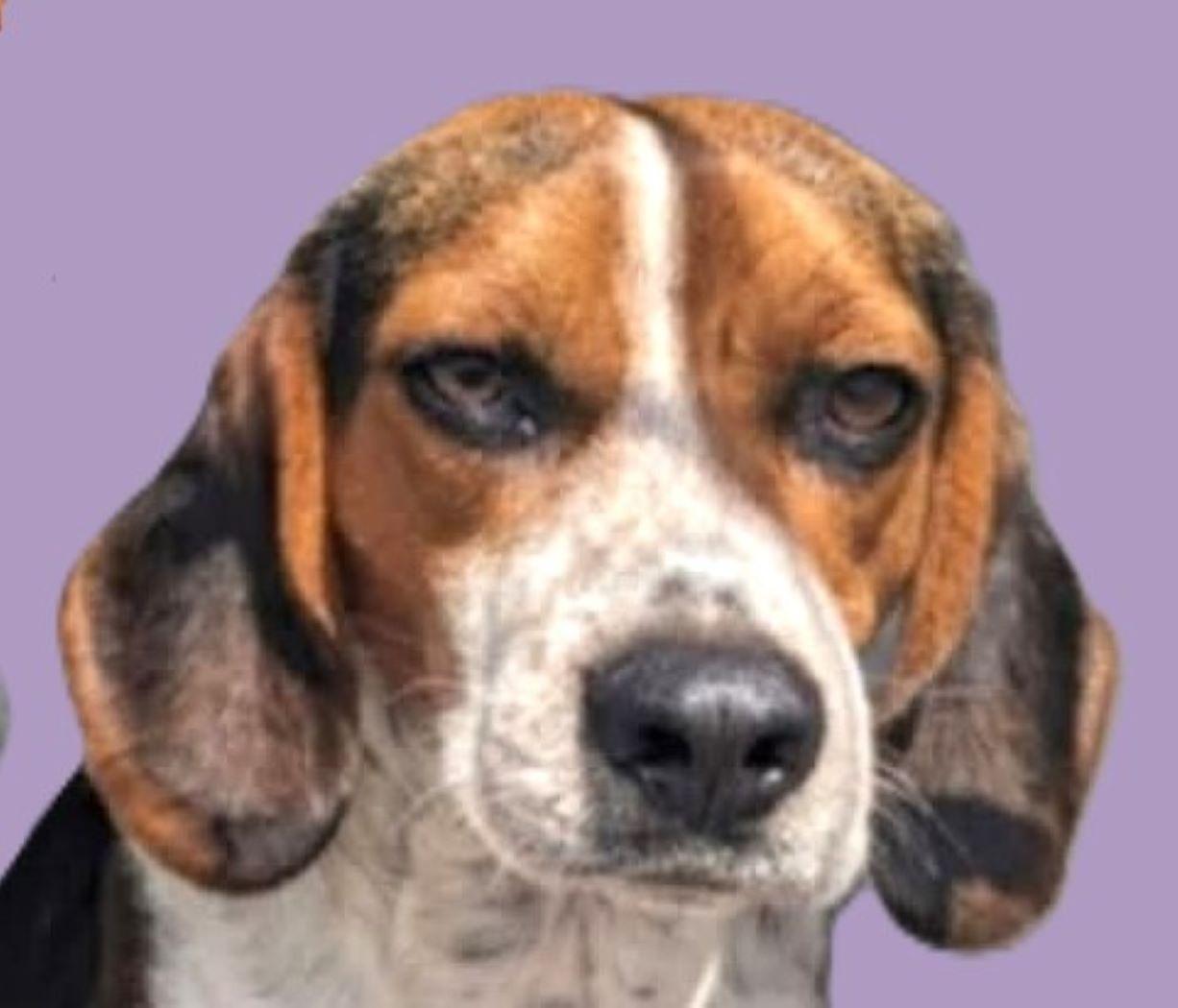 Bernard, Adoptable, Adult Male Beagle.