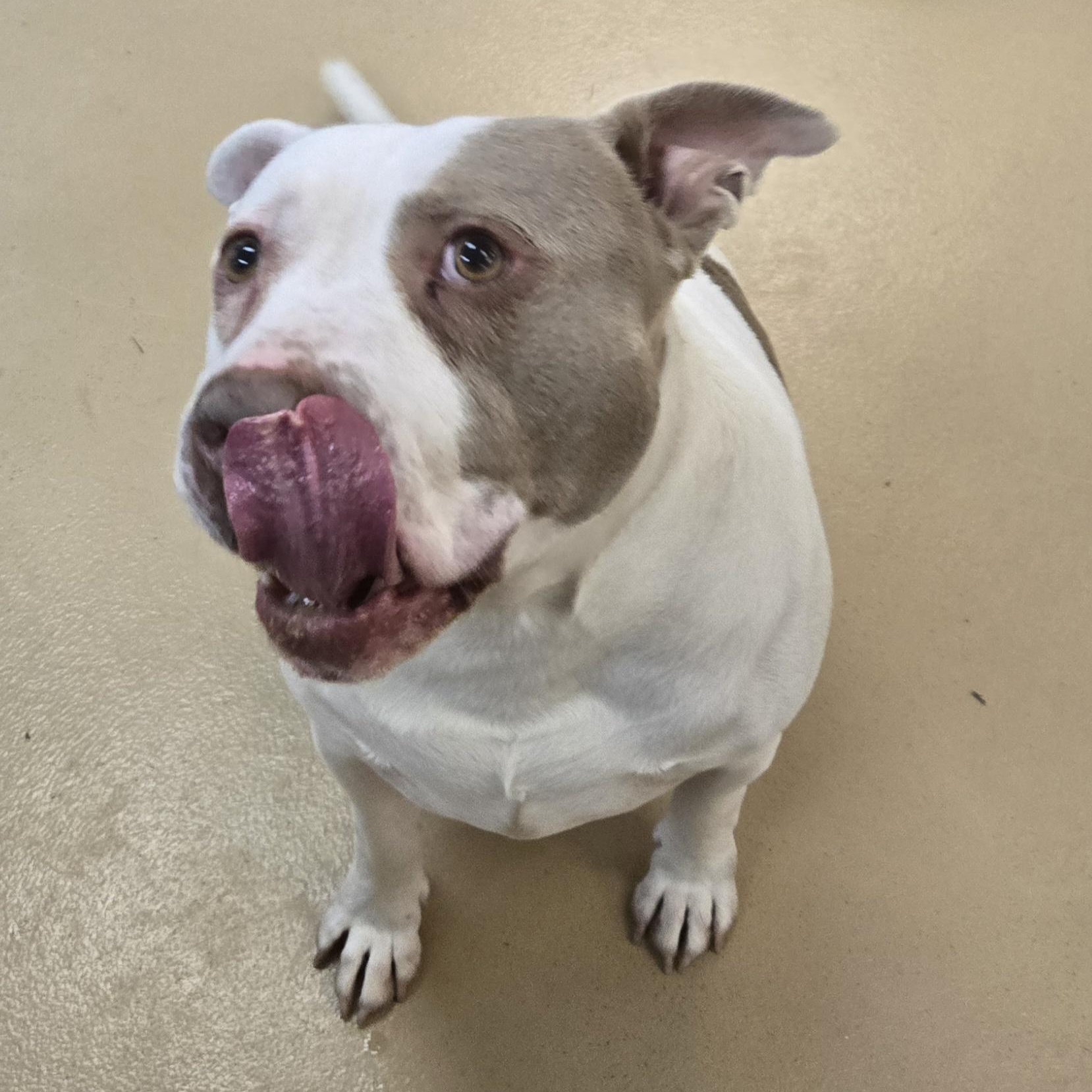 Enlarge Chunk-O-Potomus, a Adoptable Terrier in Xenia , OH image 4/6