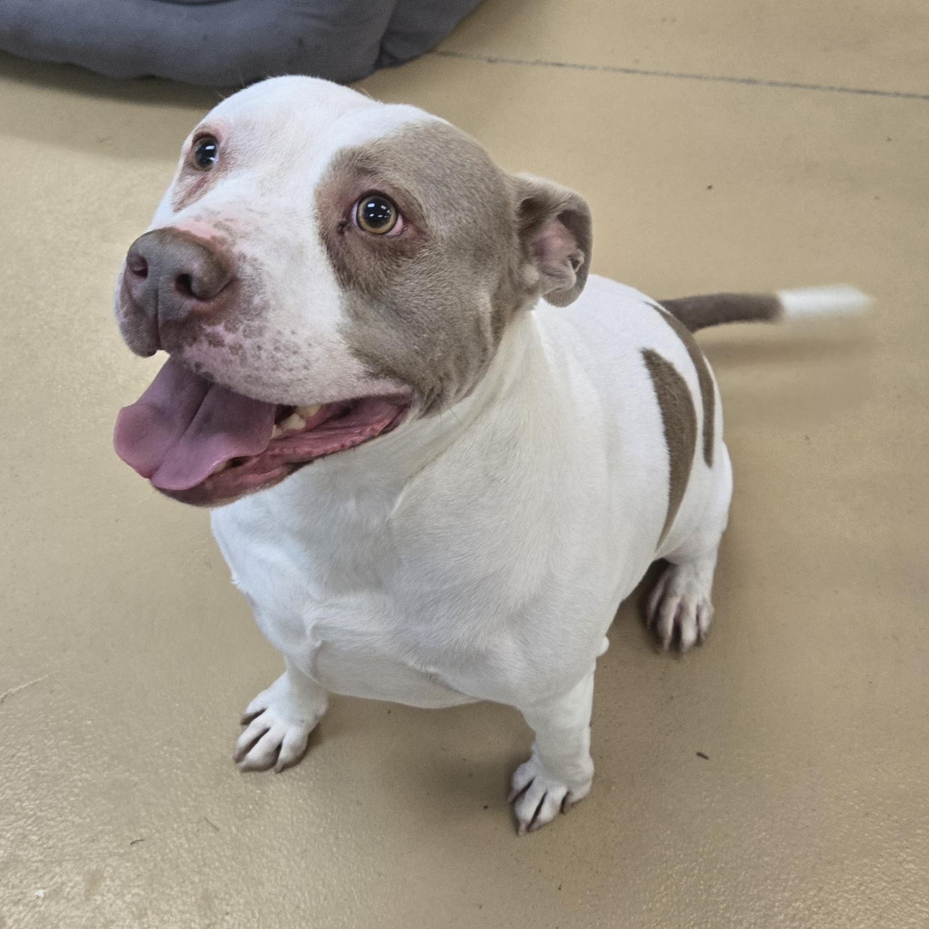 Enlarge Chunk-O-Potomus, a Adoptable Terrier in Xenia , OH image 3/6