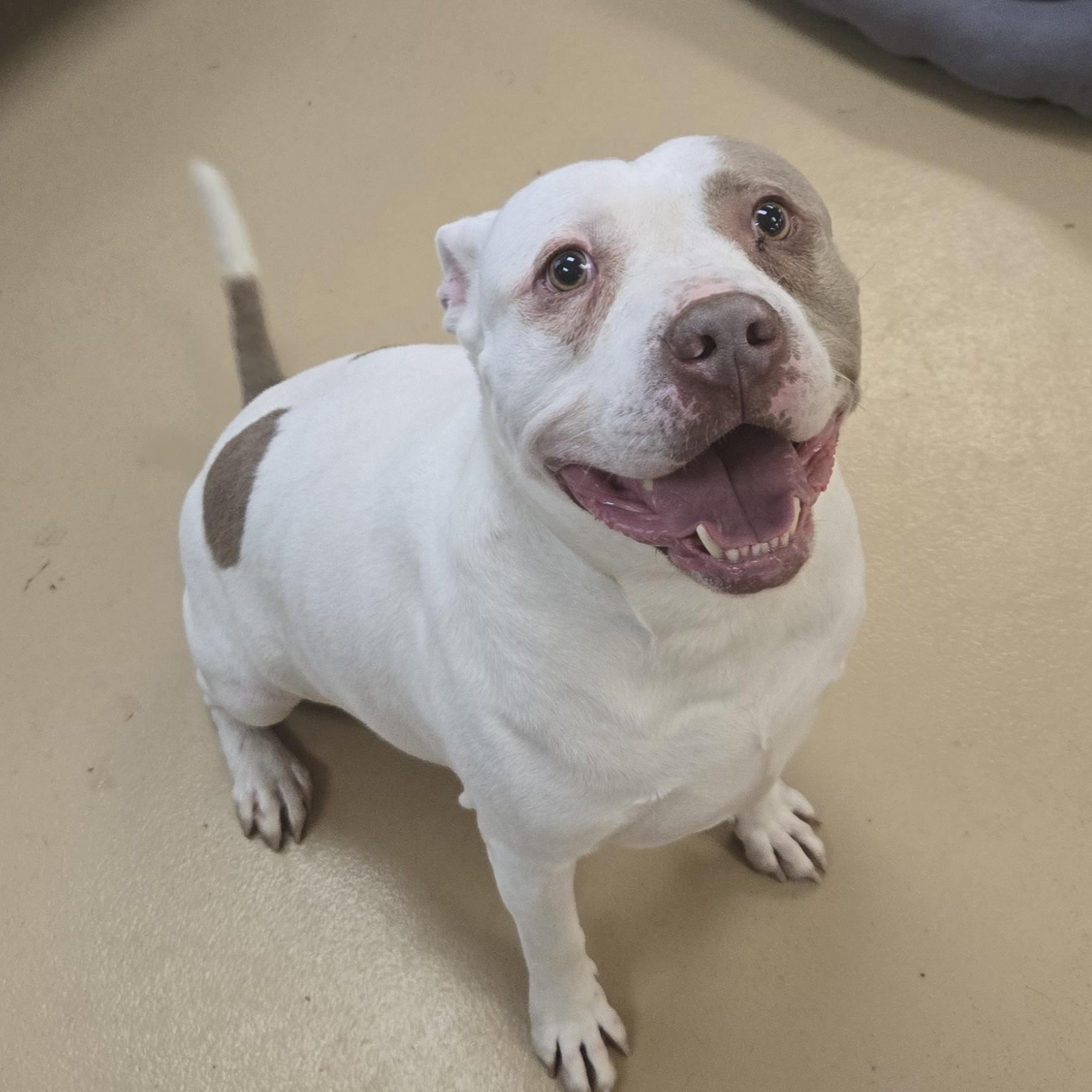 Enlarge Chunk-O-Potomus, a Adoptable Terrier in Xenia , OH image 2/6