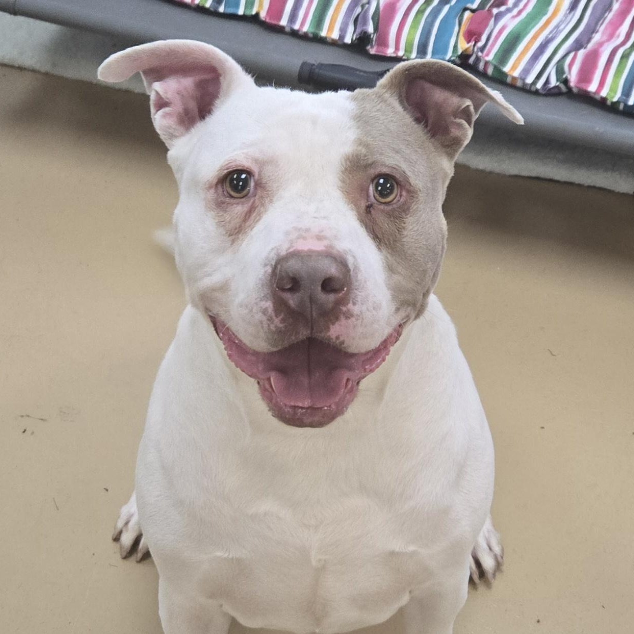 Chunk-O-Potomus, Adoptable, Adult Male Terrier.