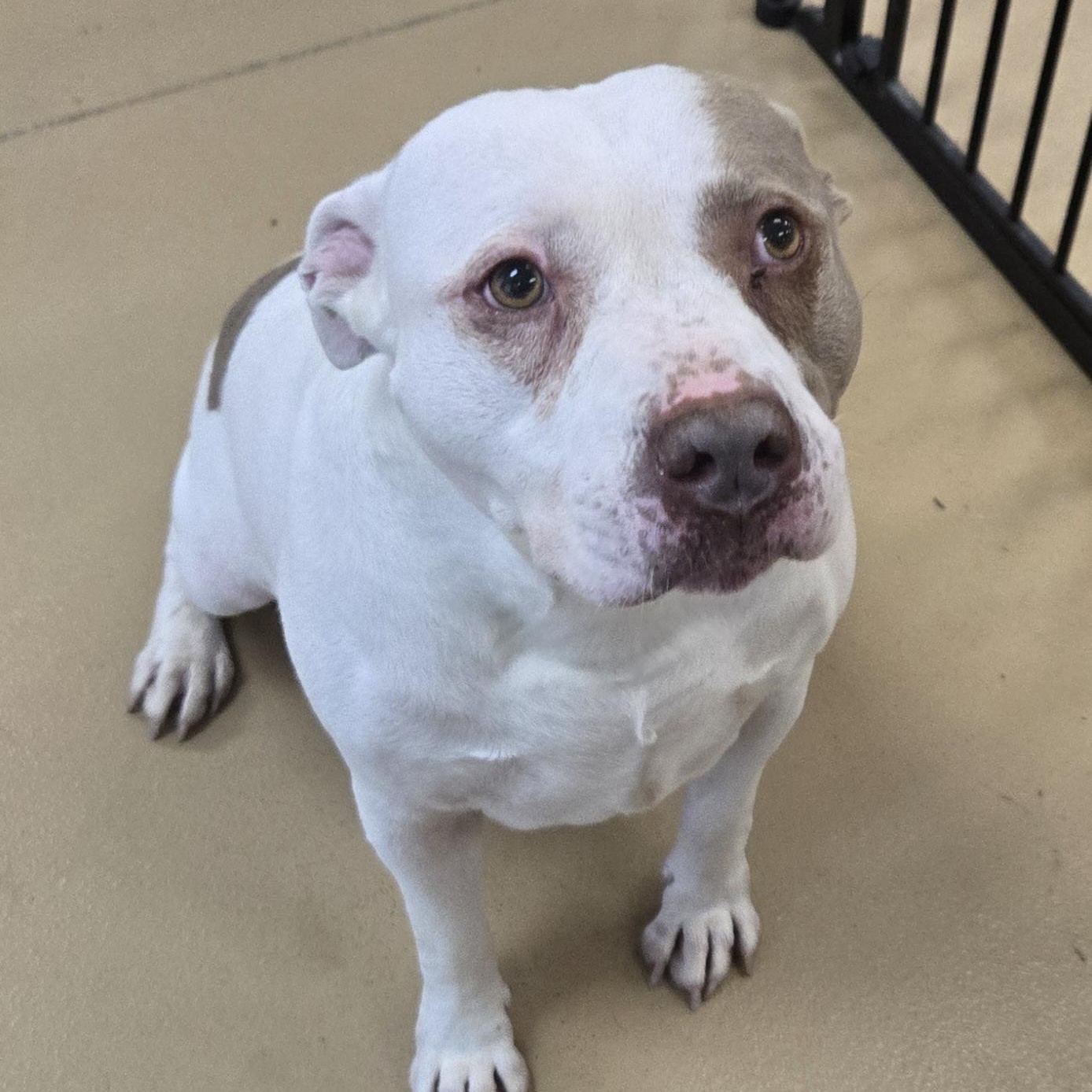 Enlarge Chunk-O-Potomus, a Adoptable Terrier in Xenia , OH image 6/6