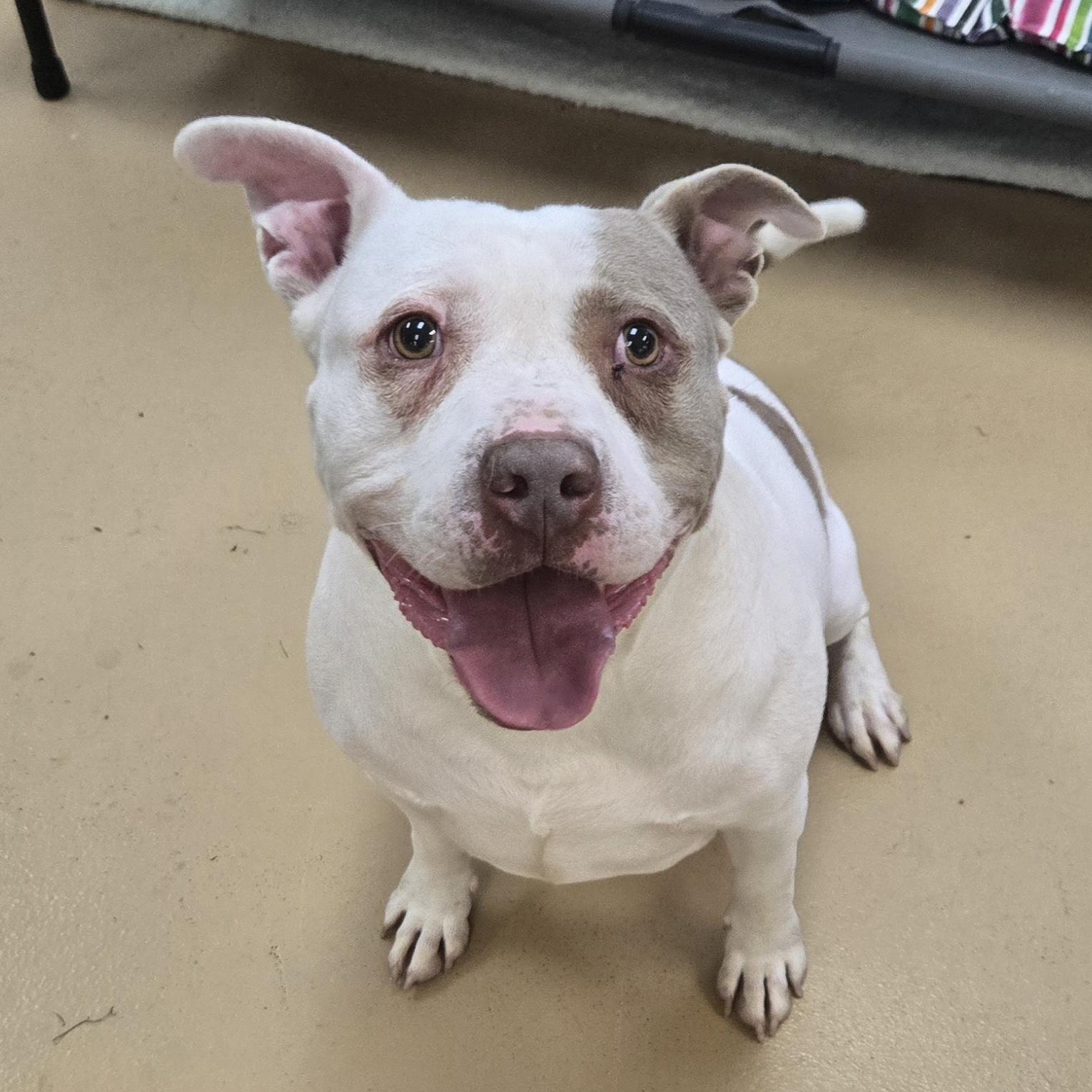 Enlarge Chunk-O-Potomus, a Adoptable Terrier in Xenia , OH image 5/6